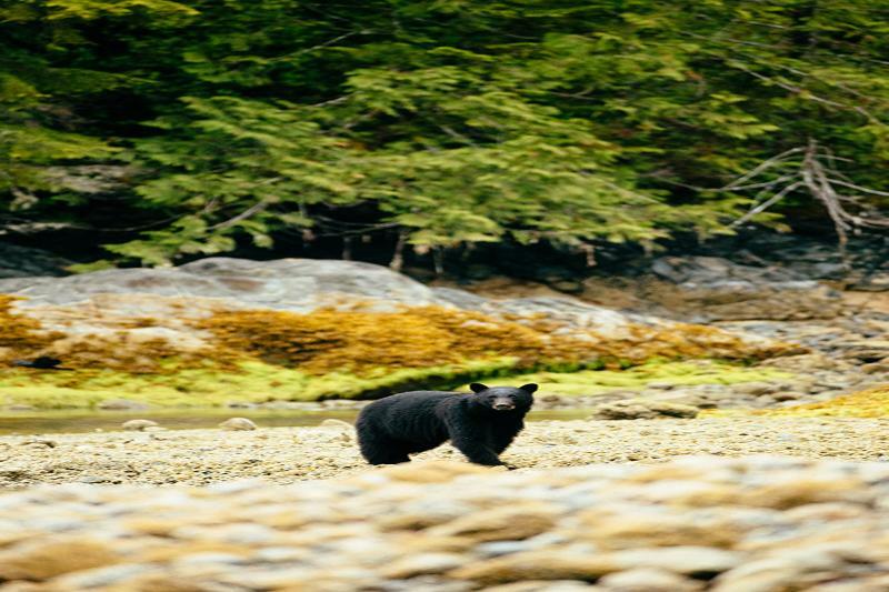 Tofino Resort + Marina Zewnętrze zdjęcie